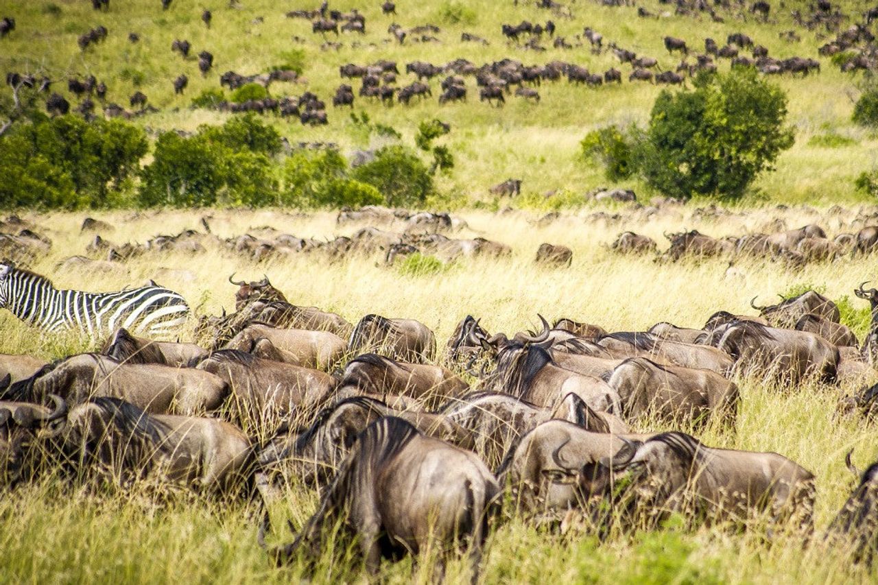 Safari Afrika: Destinasi Terbaik untuk Melihat Satwa Liar